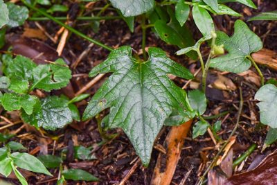 Aristolochia cucurbitifolia, photographed by Cheng-Tao Lin