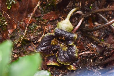 Asarum hypogynum, photographed by Cheng-Tao Lin