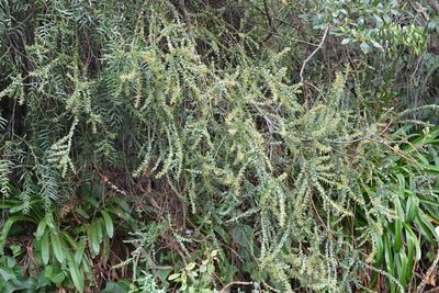 Acacia pravissima, photographed by Jon Sullivan