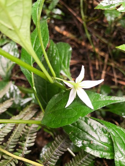 Lycianthes lysimachioides, photographed by Cheng-Tao Lin
