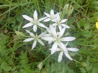 Ornithogalum divergens, photographed by Andrea Meucci