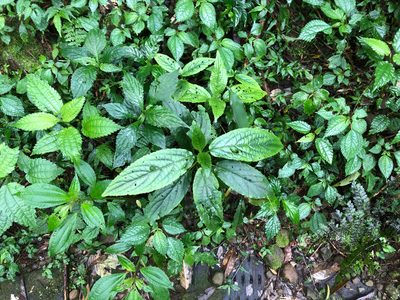 Paraphlomis javanica, photographed by Cheng-Tao Lin