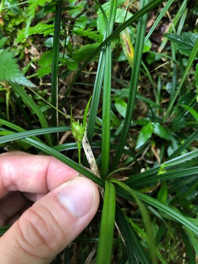 Carex blinii, photographed by Cheng-Tao Lin