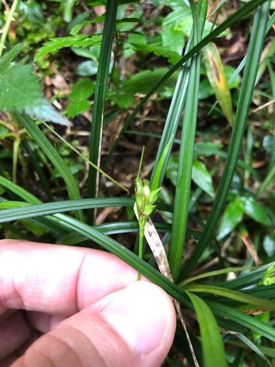 Carex blinii, photographed by Cheng-Tao Lin