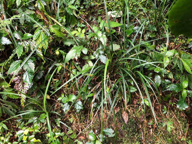Carex blinii, photographed by Cheng-Tao Lin