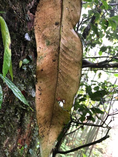 Pyrrosia sheareri, photographed by Cheng-Tao Lin