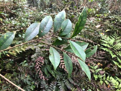 Ligustrum pricei, photographed by Cheng-Tao Lin