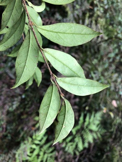 Ligustrum pricei, photographed by Cheng-Tao Lin