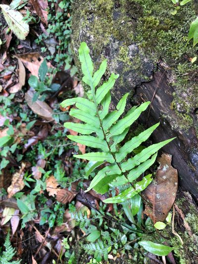 Goniophlebium mengtzeense, photographed by Cheng-Tao Lin