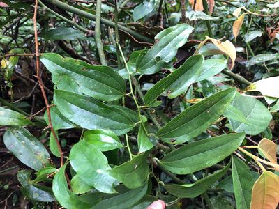 Smilax lanceifolia, photographed by Cheng-Tao Lin