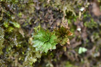 Rhodobryum giganteum, photographed by Cheng-Tao Lin