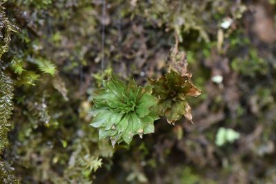 Rhodobryum giganteum, photographed by Cheng-Tao Lin