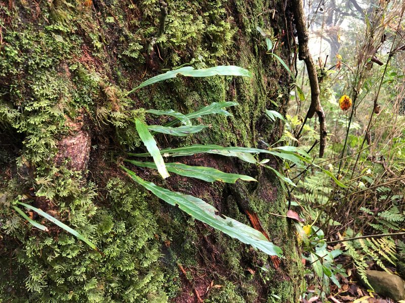 Asplenium ensiforme, photographed by Cheng-Tao Lin