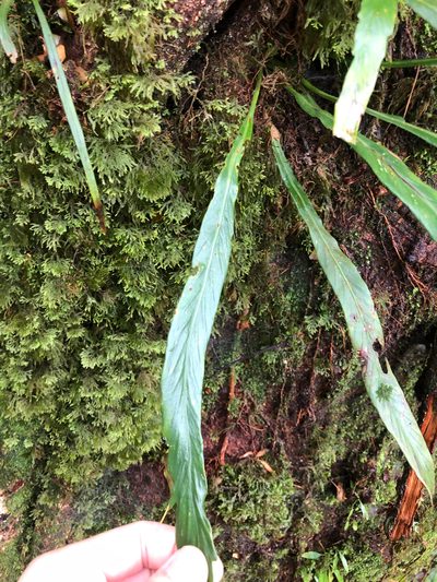 Asplenium ensiforme, photographed by Cheng-Tao Lin