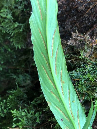 Asplenium ensiforme, photographed by Cheng-Tao Lin