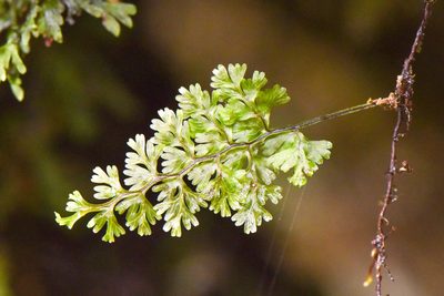 Hymenophyllum fujisanense, photographed by Cheng-Tao Lin