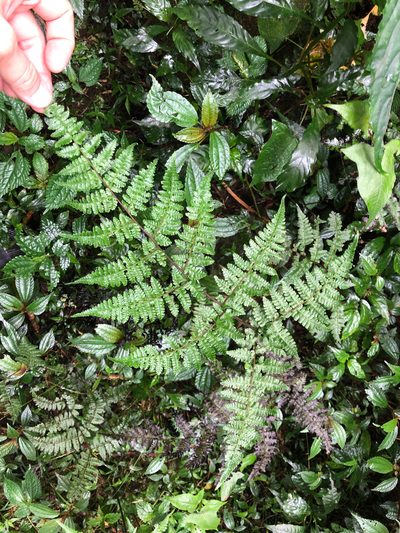 Cornopteris banajaoensis, photographed by Cheng-Tao Lin