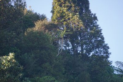 Cordyline banksii, photographed by Tim Park