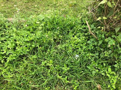 Digitaria setigera, photographed by Cheng-Tao Lin