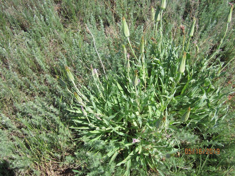 Tragopogon marginifolius, photographed by Svetlana Polevova