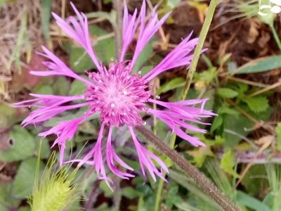 Centaurea napifolia, photographed by Karim Haddad