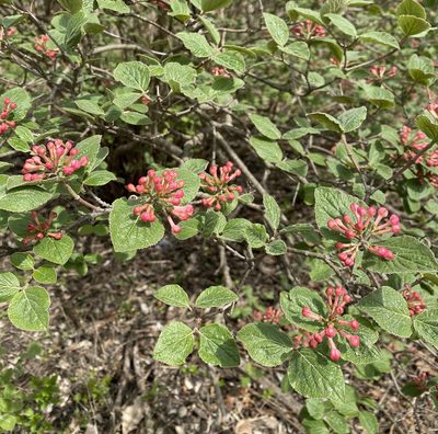 Viburnum carlesii, photographed by June Mire