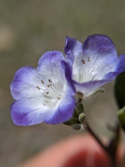 Phacelia davidsonii, photographed by Alex Heyman