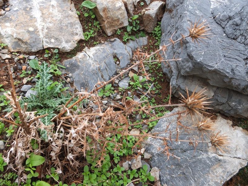 Lamyropsis cynaroides, photographed by Paul Braun