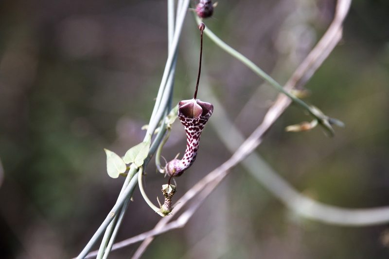 Ceropegia haygarthii, photographed by Mahomed Desai