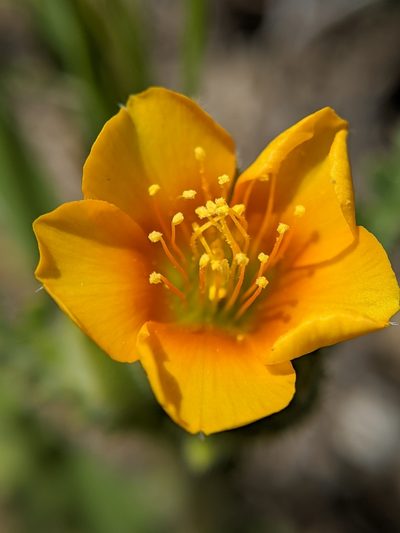 Mentzelia veatchiana, photographed by Alex Heyman