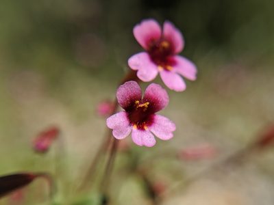 Erythranthe androsacea, photographed by Alex Heyman