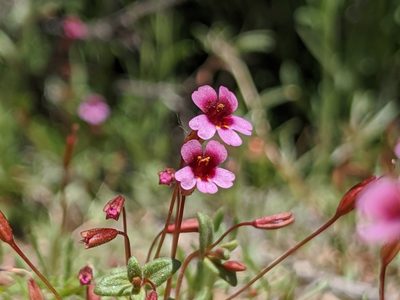Erythranthe androsacea, photographed by Alex Heyman
