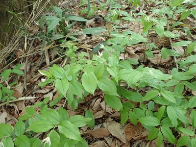 Disporum smilacinum, photographed by Yoshihiro Tokue