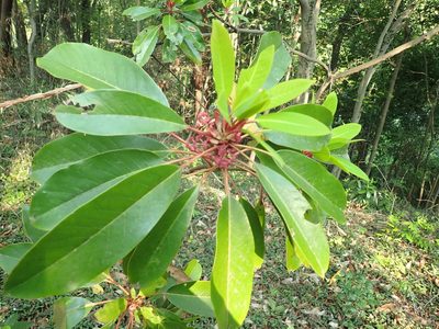 Daphniphyllum macropodum, photographed by Yoshihiro Tokue