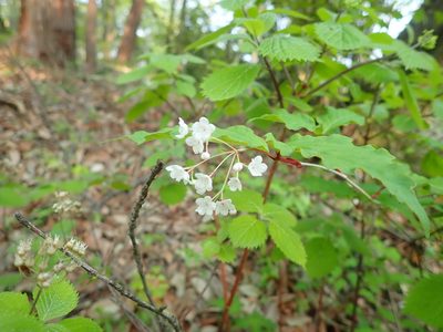 Viburnum phlebotrichum, photographed by Yoshihiro Tokue