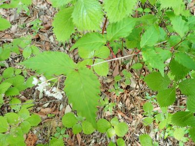 Viburnum phlebotrichum, photographed by Yoshihiro Tokue
