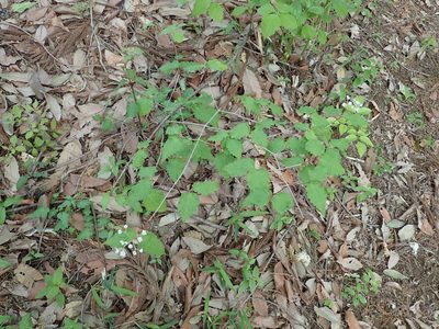 Viburnum phlebotrichum, photographed by Yoshihiro Tokue