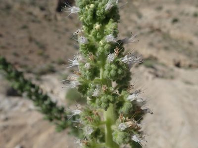 Phacelia palmeri, photographed by Mitch Van Dyke