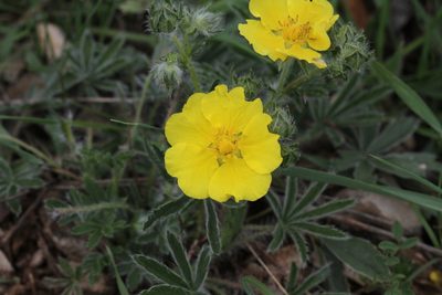 Potentilla hirta, photographed by Julien Renoult