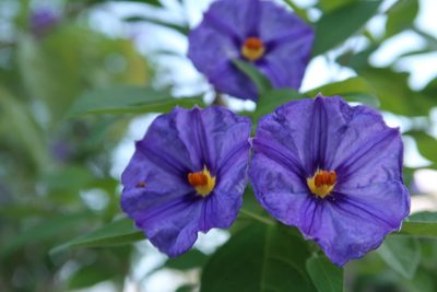 Lycianthes rantonnetii, photographed by Presha Soogrim