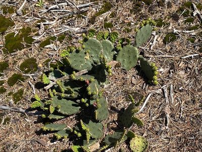 Opuntia mesacantha, photographed by Carol Ann McCormick