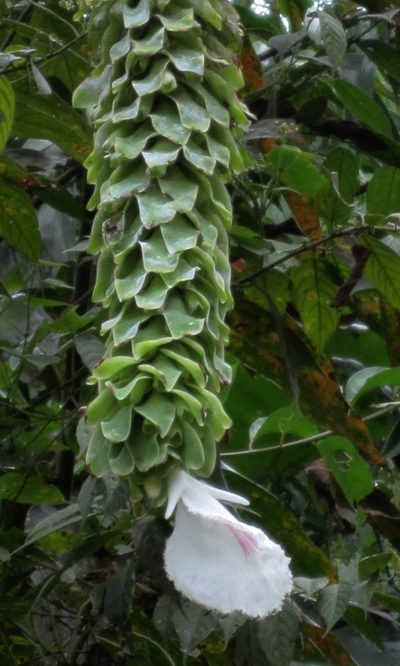 Dimerocostus cryptocalyx, photographed by desertnaturalist