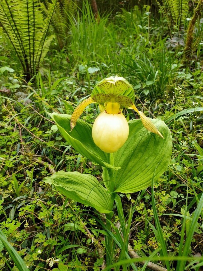Cypripedium fasciolatum, photographed by zhangshen