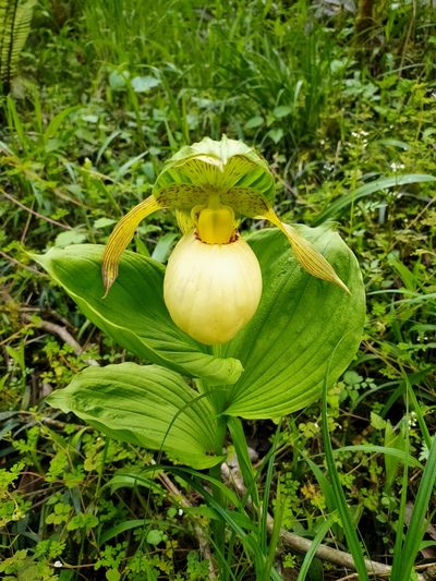 Cypripedium fasciolatum, photographed by zhangshen