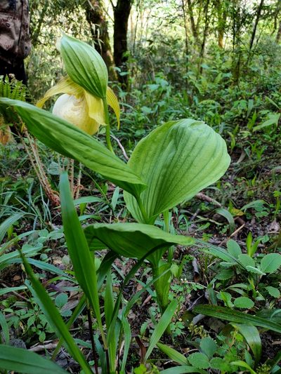 Cypripedium fasciolatum, photographed by zhangshen