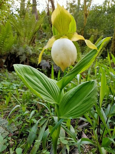 Cypripedium fasciolatum, photographed by zhangshen