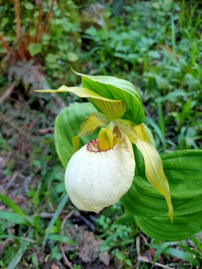 Cypripedium fasciolatum, photographed by zhangshen