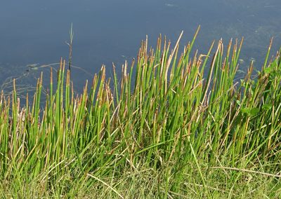 Eleocharis interstincta, photographed by Claire Herzog
