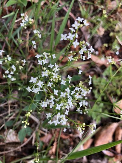 Galium pumilum, photographed by Thomas Ebner