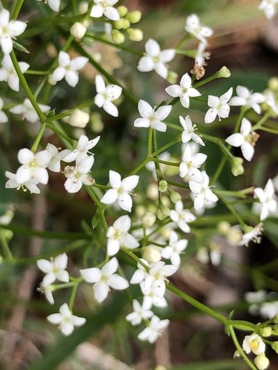 Galium pumilum, photographed by Thomas Ebner